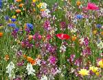 colorful_wildflowers_lg