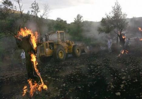 Settlers Burn Olive Trees Near Nablus