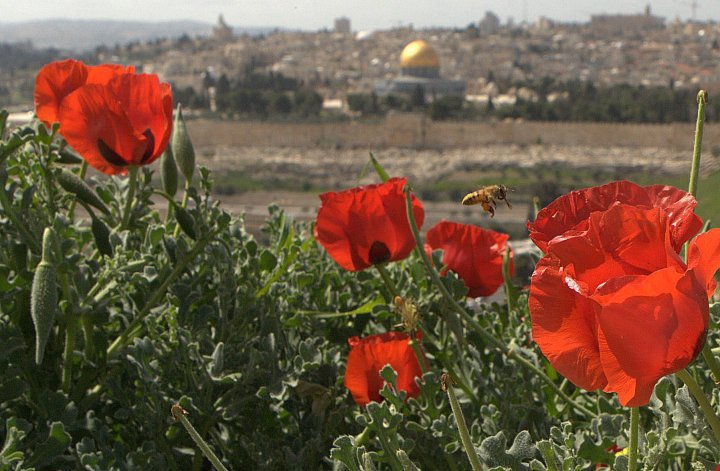 149976_453341516306_306817171306_5901880_7497921_n