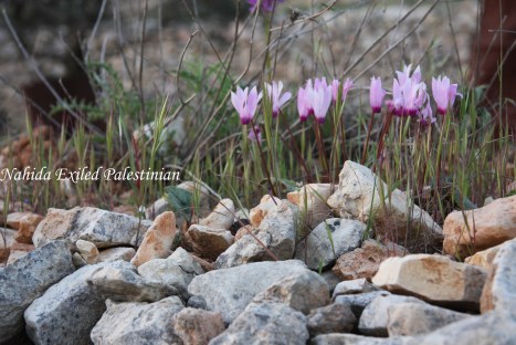 Picture 241aadd - Copy