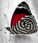 1146594_725901527425733_1136421347_n