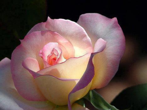 222752_595933820432662_456091398_n